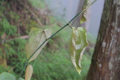 Smilax seisuiensis