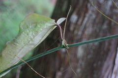 Smilax seisuiensis