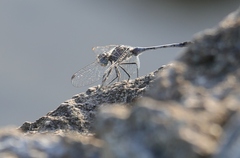 Diplacodes trivialis