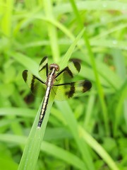 Neurothemis tullia