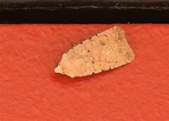 Caradrina clavipalpis