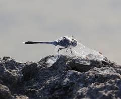 Diplacodes trivialis
