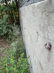 Helix lucorum