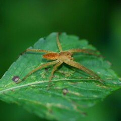 Dolomedes sulfureus