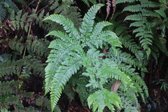 Dryopteris formosana