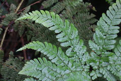 Dryopteris formosana