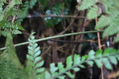 Dryopteris formosana