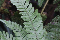 Dryopteris formosana