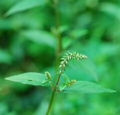 Achyranthes japonica