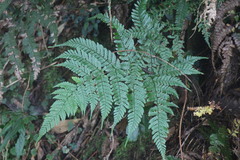 Dryopteris formosana