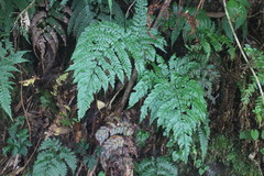 Dryopteris formosana