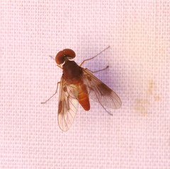 Chrysopilus quadratus