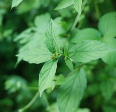 Achyranthes japonica