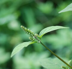 Achyranthes japonica