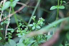 Galium formosense