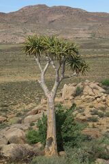 Aloidendron dichotomum