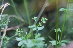 Galium formosense
