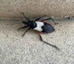 Microtomus purcis