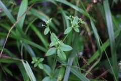 Galium formosense