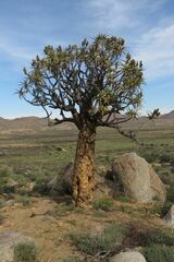 Aloidendron dichotomum