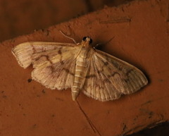 Herpetogramma theseusalis