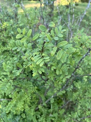 Caragana arborescens