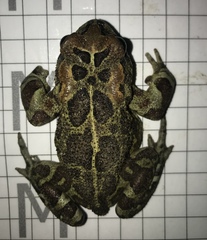 Sclerophrys pantherina