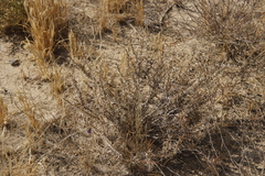 Aptosimum spinescens image