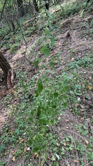 Chaiturus marrubiastrum