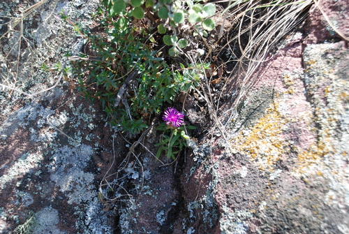 Soutpansberg sheepfig (Delosperma zoutpansbergense)
