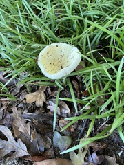 Amanita multisquamosa
