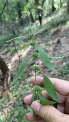 Chaiturus marrubiastrum