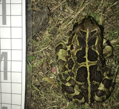 Sclerophrys pantherina