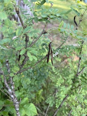 Caragana arborescens