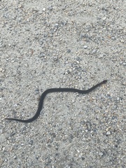 Storeria occipitomaculata