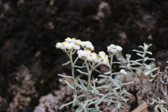 Anaphalis morrisonicola