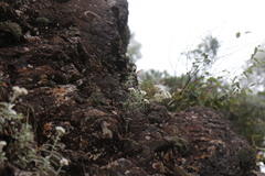 Anaphalis morrisonicola