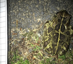 Sclerophrys pantherina