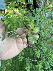 Caragana arborescens