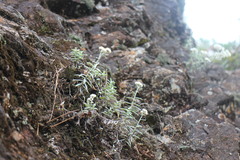 Anaphalis morrisonicola