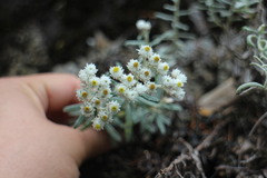 Anaphalis morrisonicola