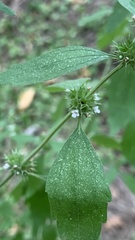 Chaiturus marrubiastrum