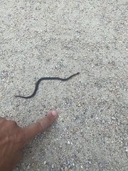 Storeria occipitomaculata