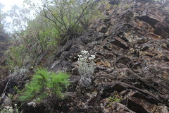 Anaphalis morrisonicola