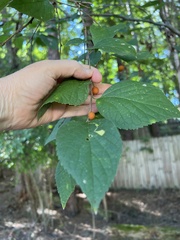 Celtis tenuifolia