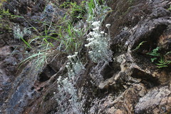 Anaphalis morrisonicola