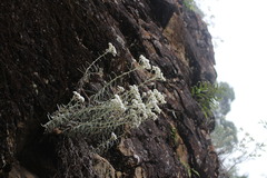 Anaphalis morrisonicola