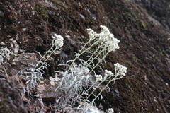 Anaphalis morrisonicola