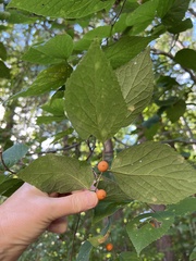 Celtis tenuifolia