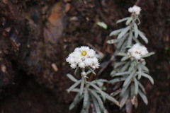 Anaphalis morrisonicola